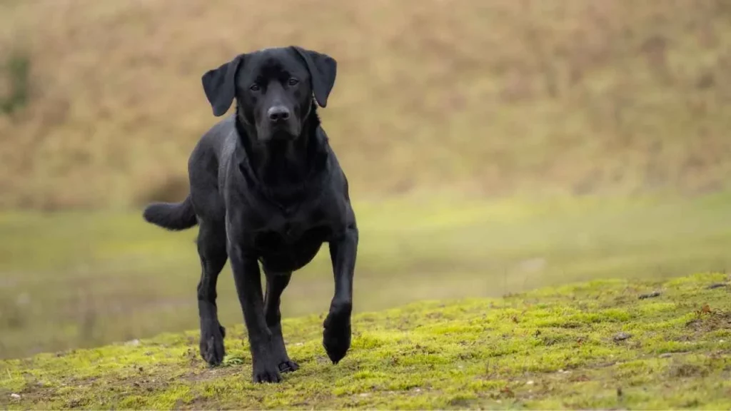 Labrador