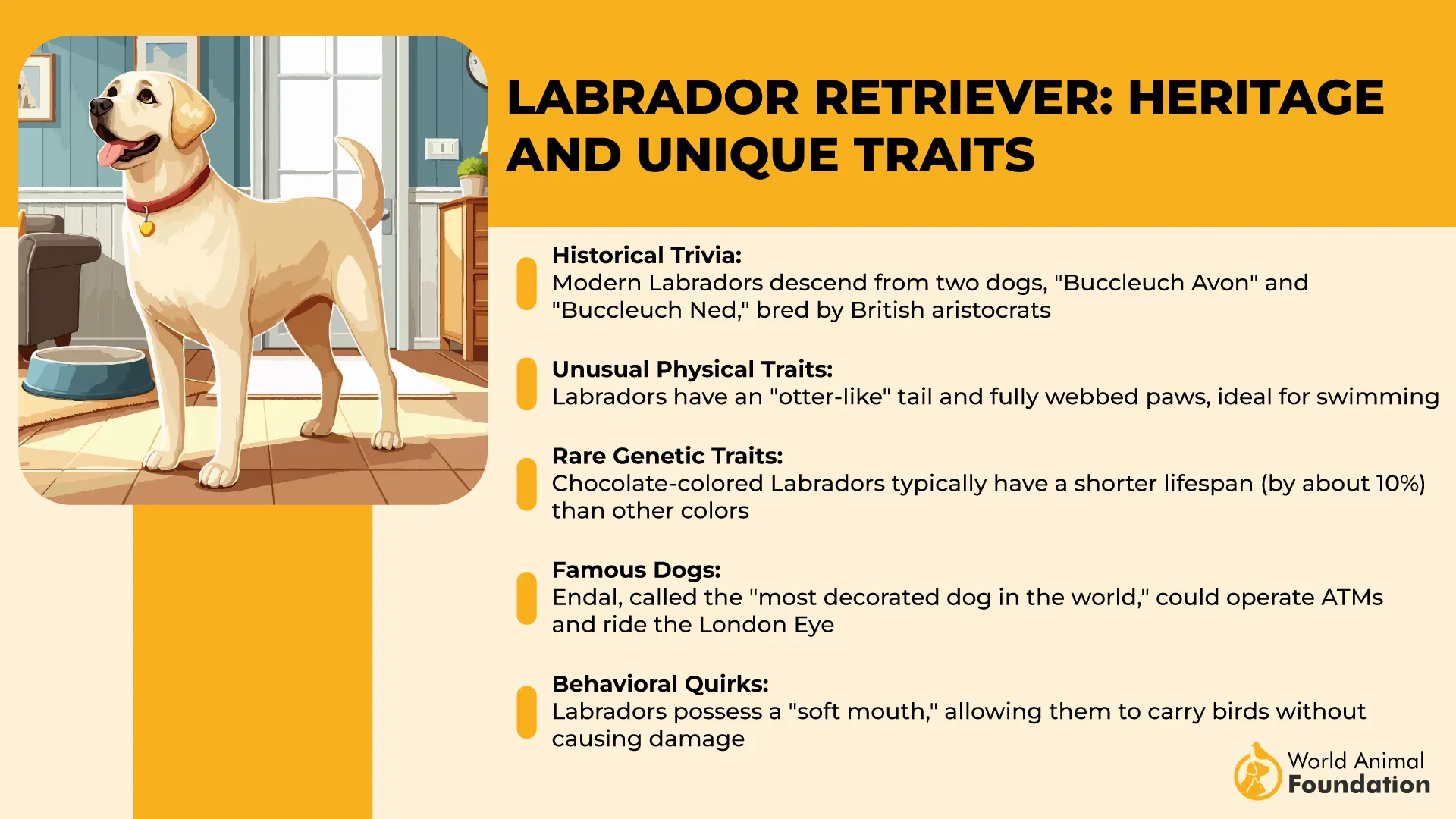 Labrador Retrievers Heritage and Unique Traits-01