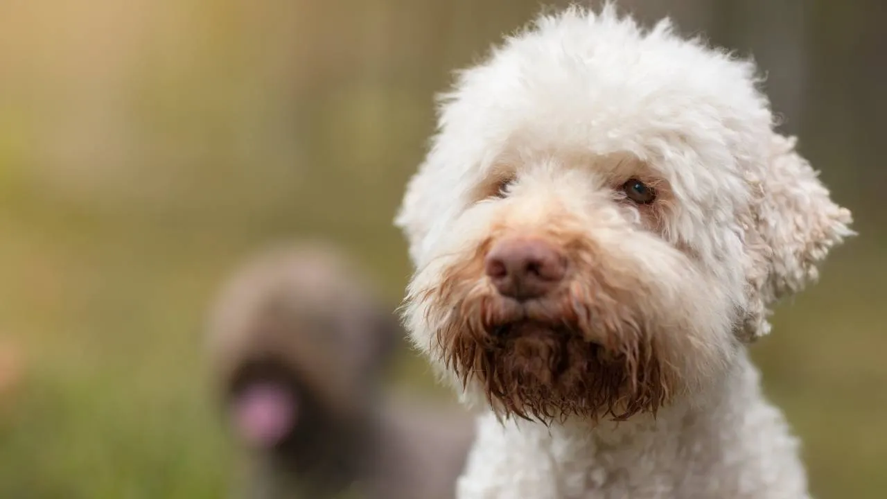Lagotto Romagnolo