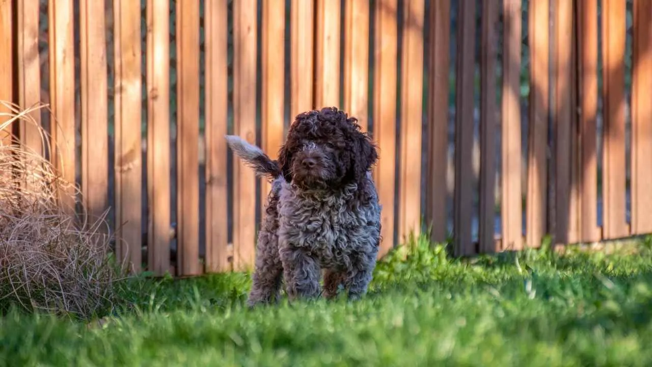 Lagotto Romagnolo