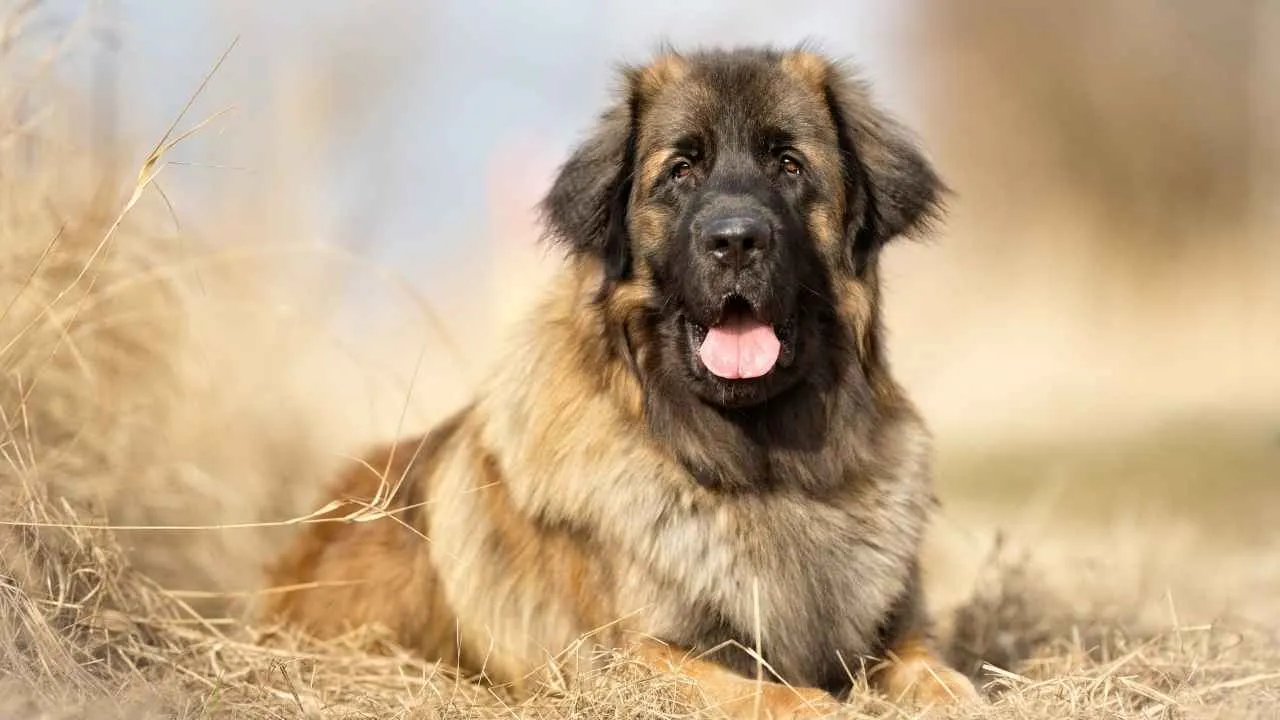 Leonberger