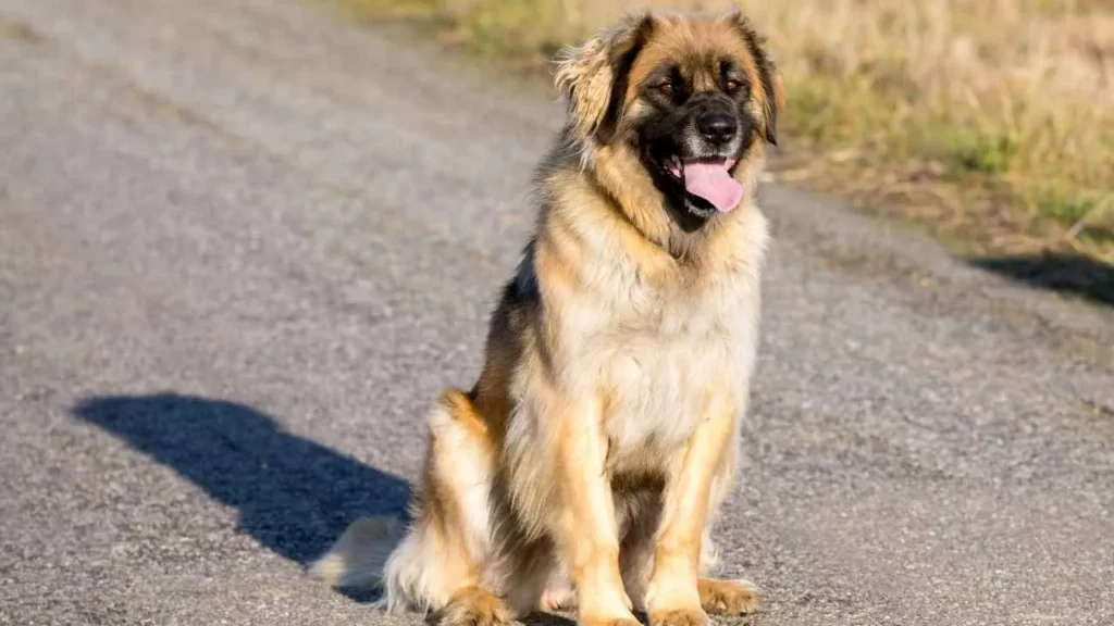 Leonberger-15