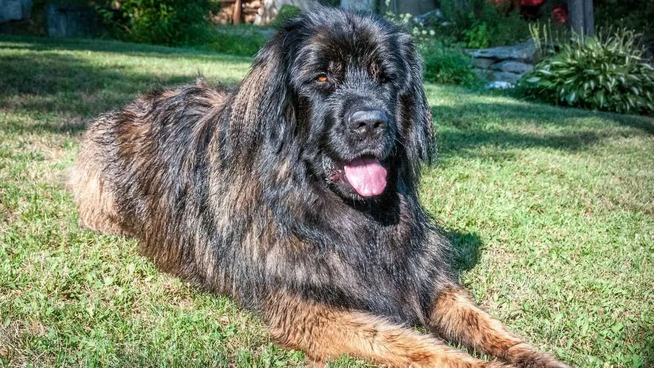 Leonberger