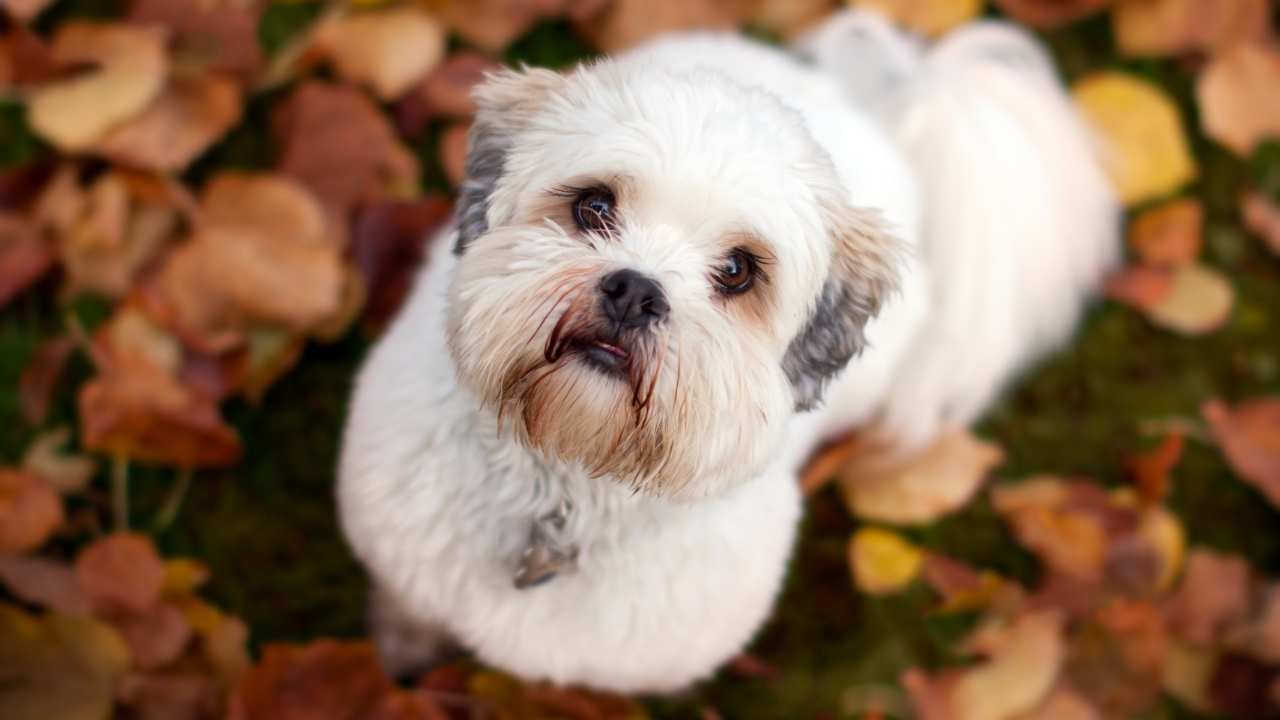 Lhasa Apso