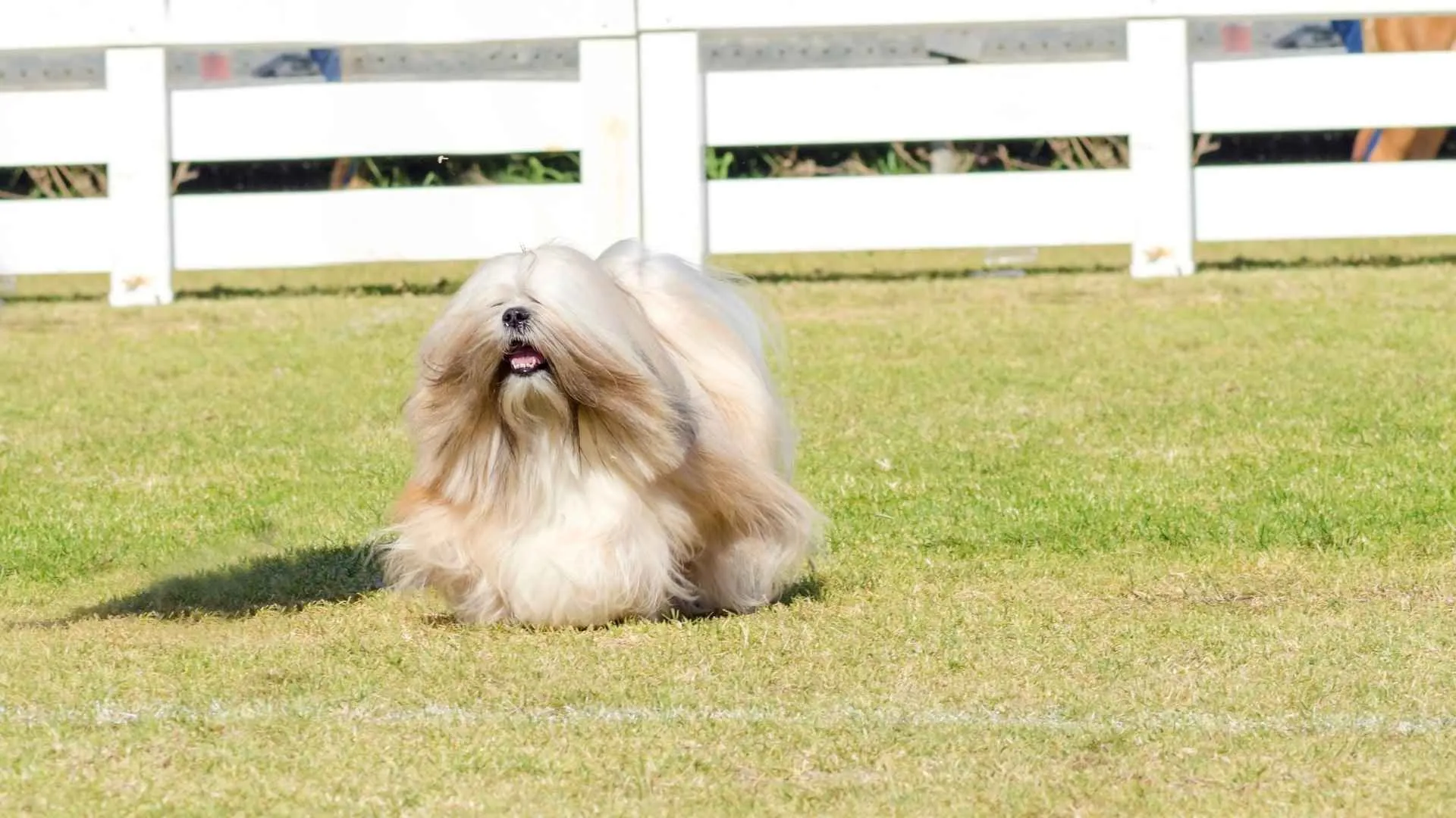 Lhasa Apso