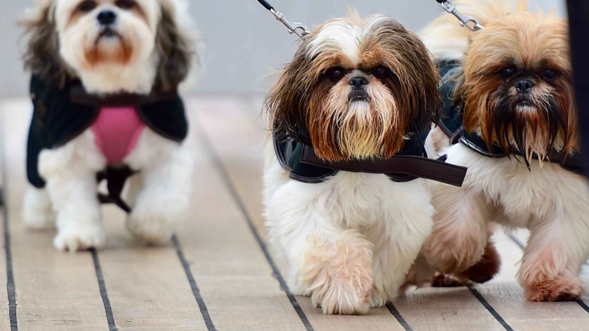 Lhasa Apso