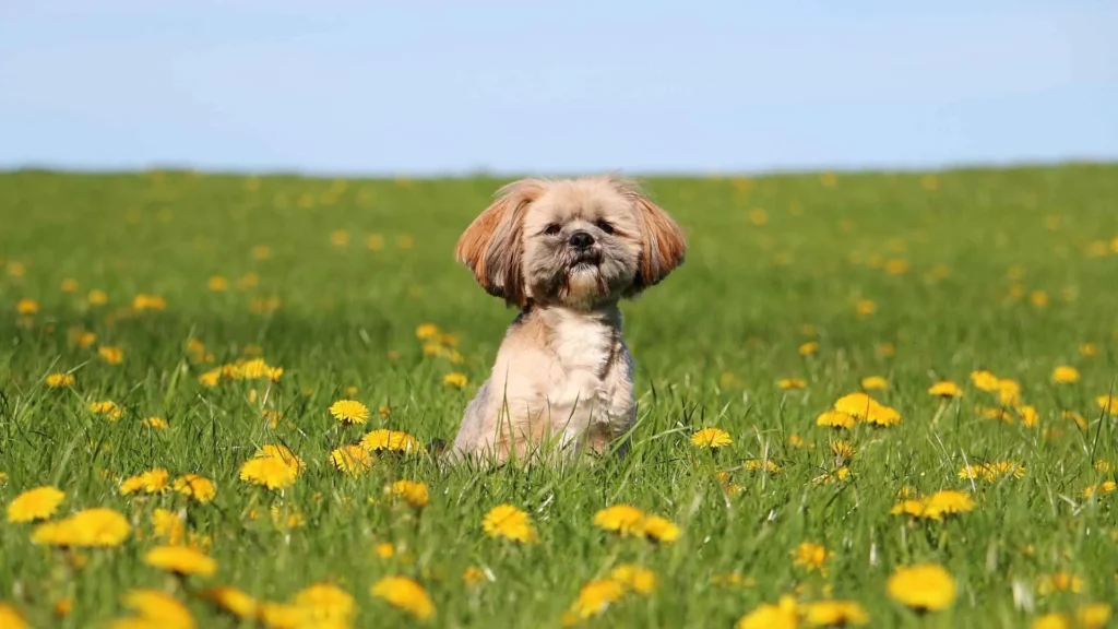 Lhasa Apso
