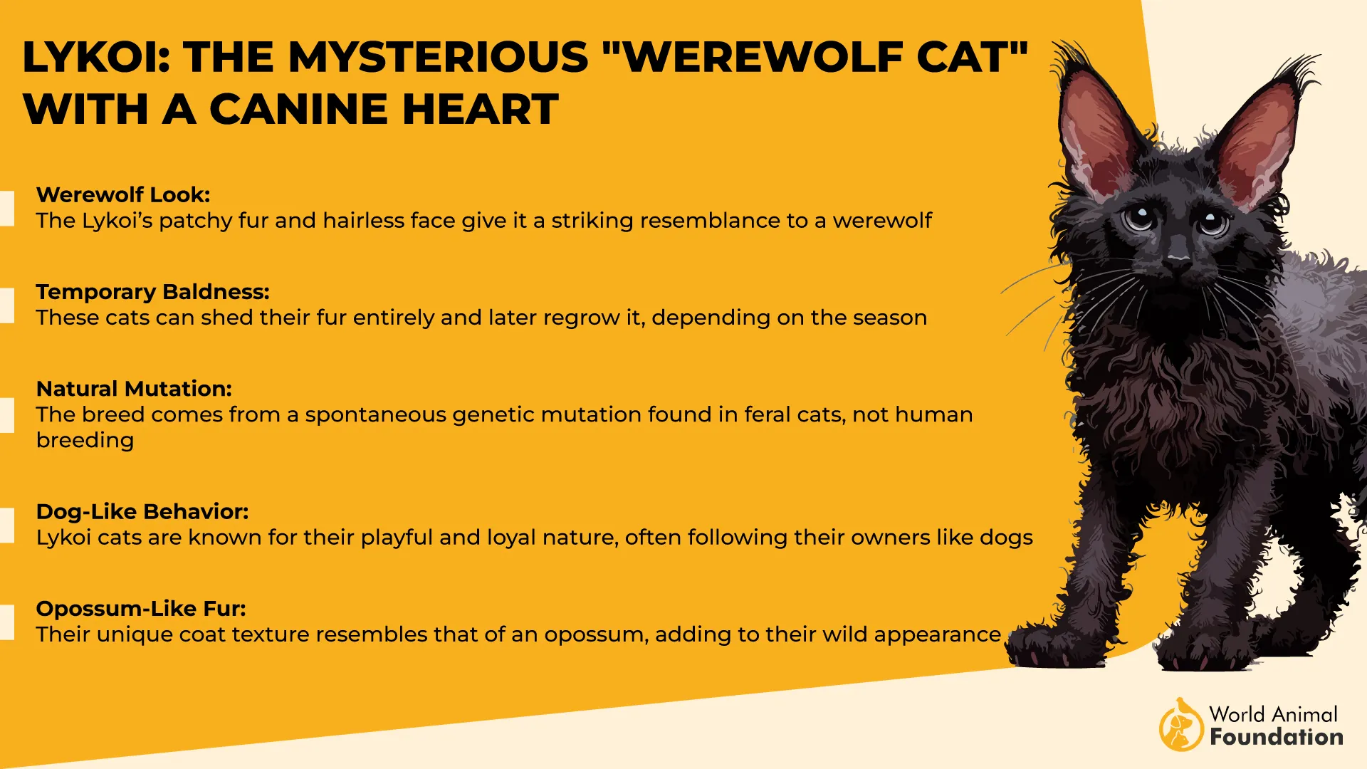 Lykoi The Mysterious Werewolf Cat with a Canine Heart-01