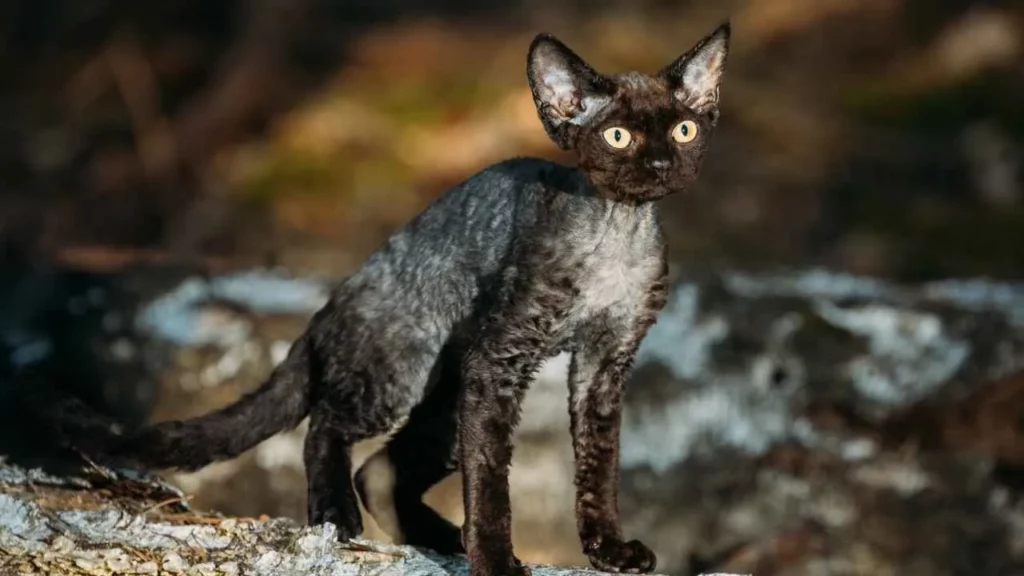 Lykoi