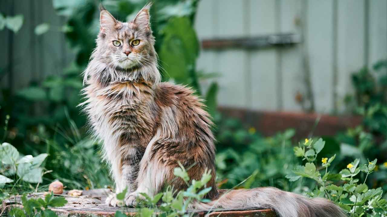 Maine Coon