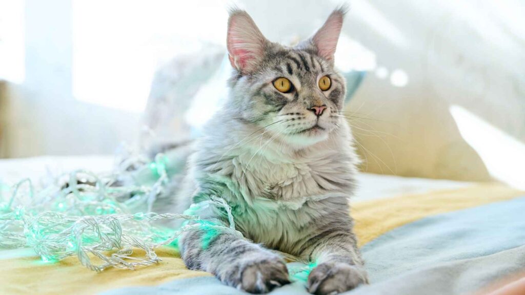 Largest Cat Breeds in the World