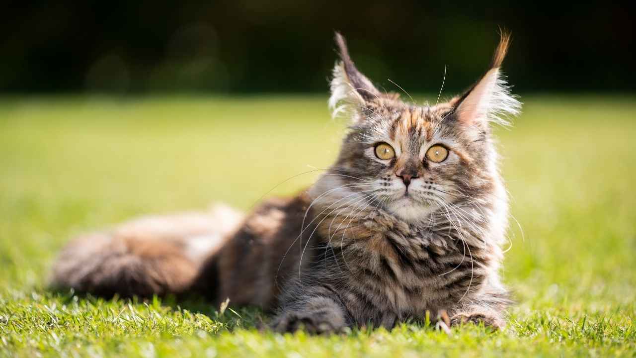 Maine Coon