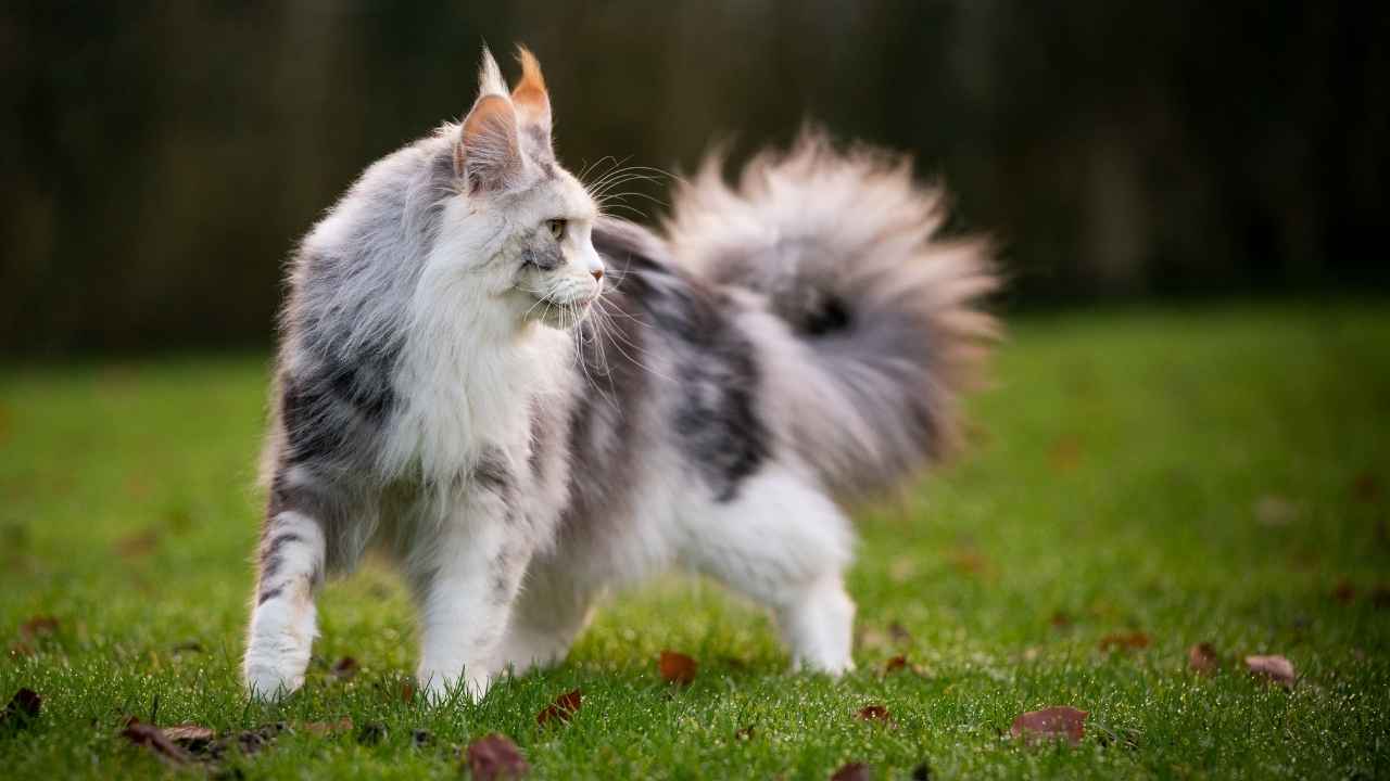 Maine Coon