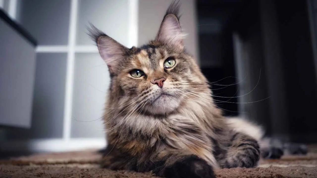 Maine Coon