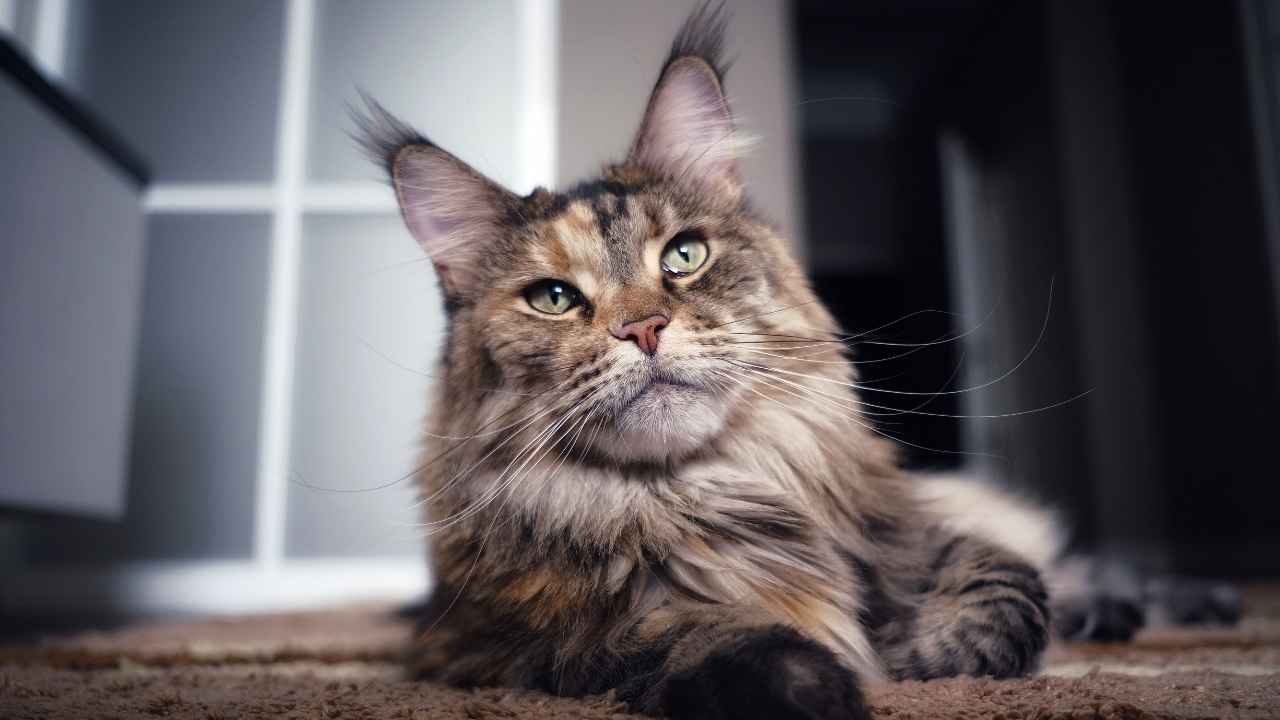 Maine Coon