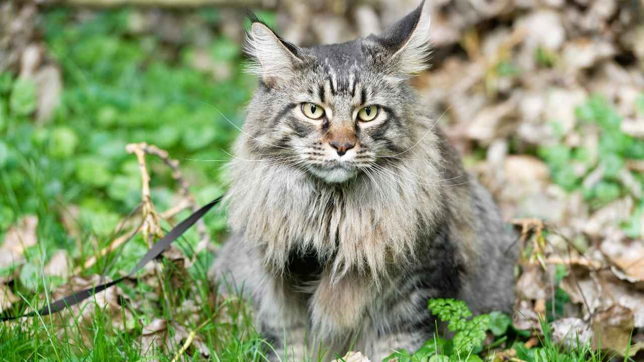 Maine Coon