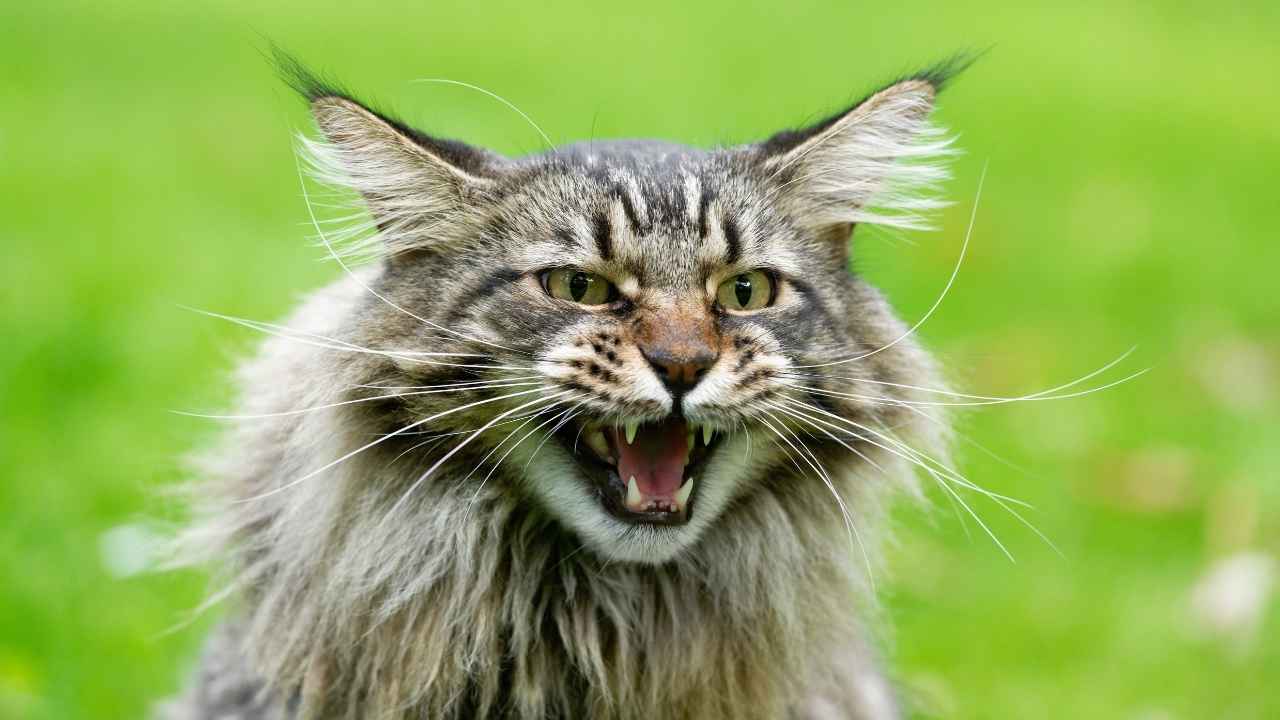 Maine Coon