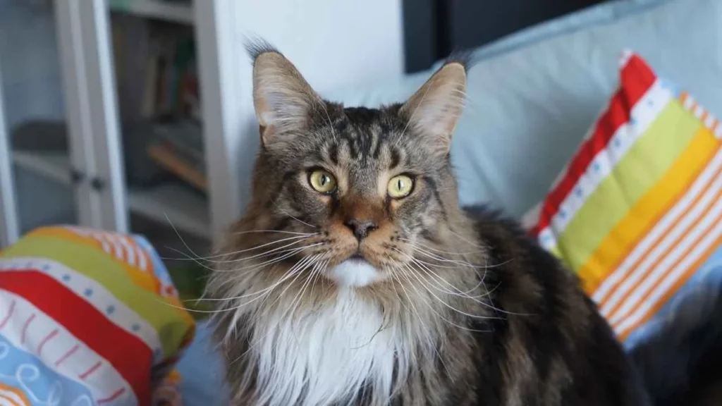 maine coon