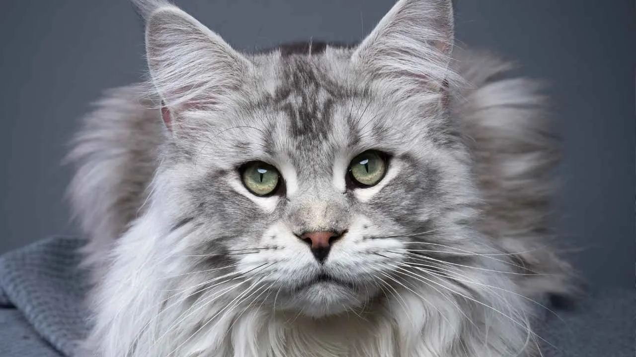 Maine Coon