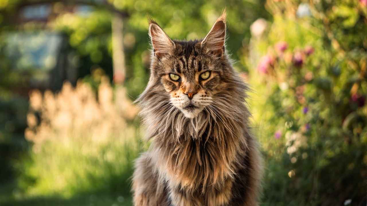 Maine Coon
