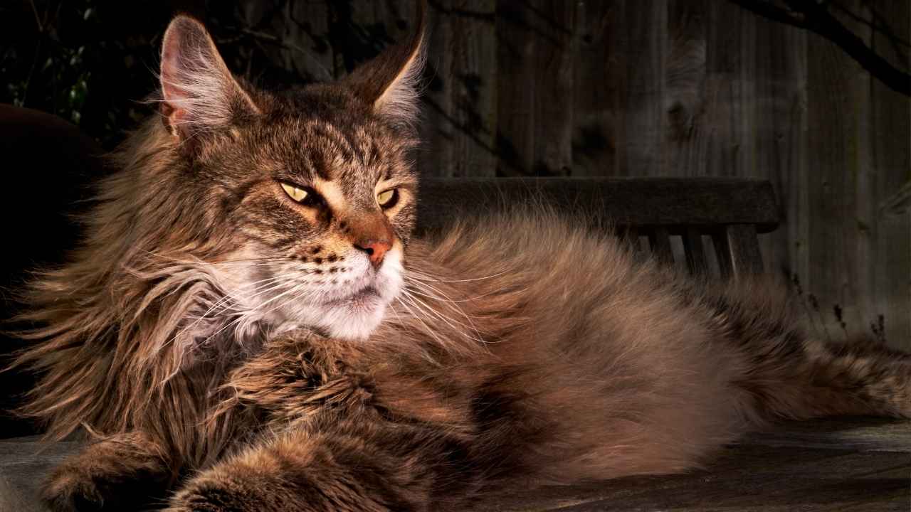 Maine Coon