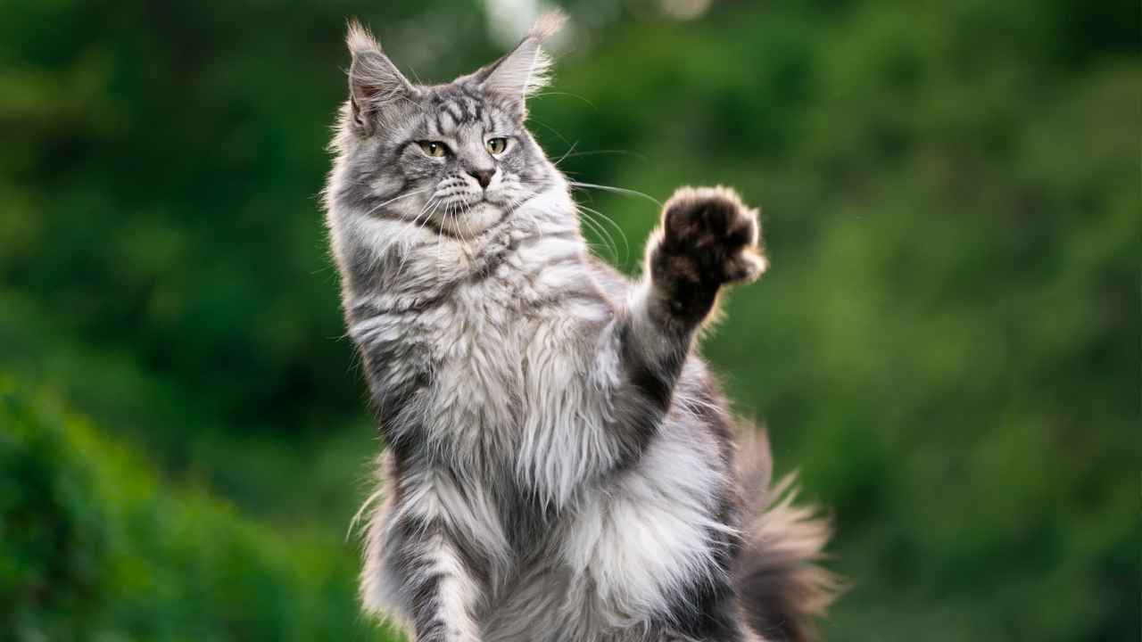 Maine Coon