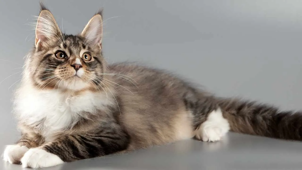 Maine Coon