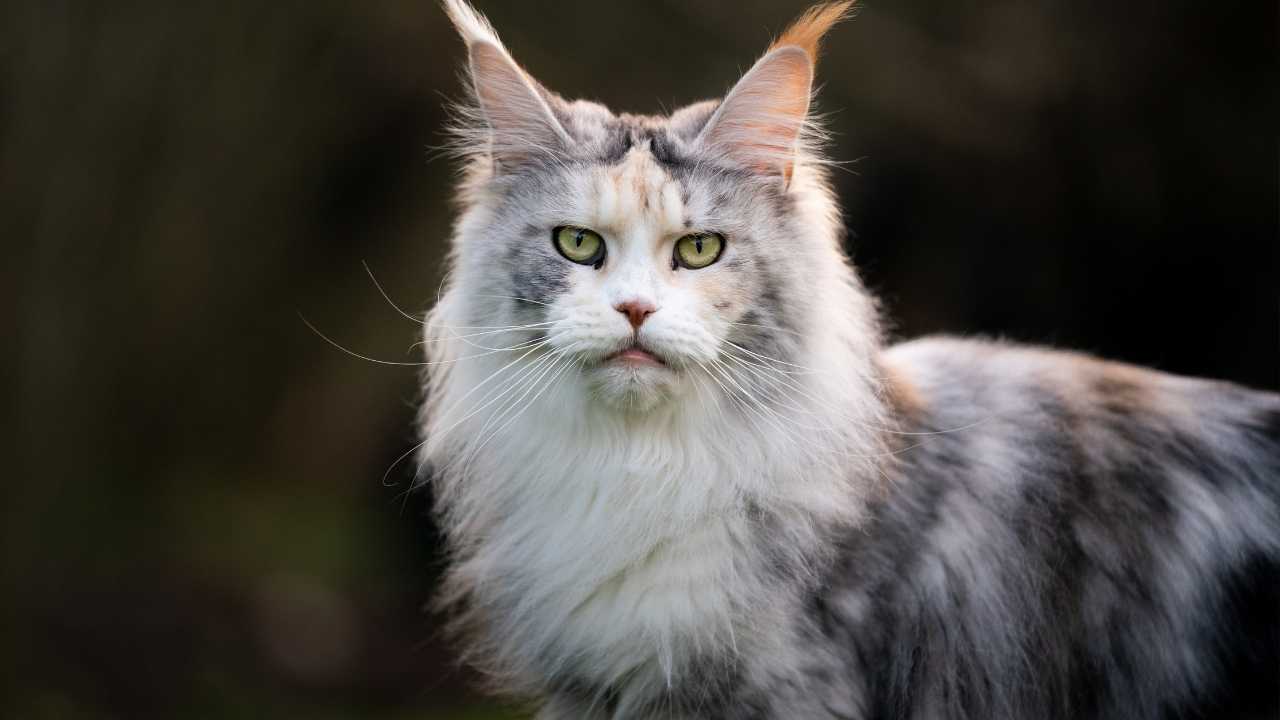 Maine Coon
