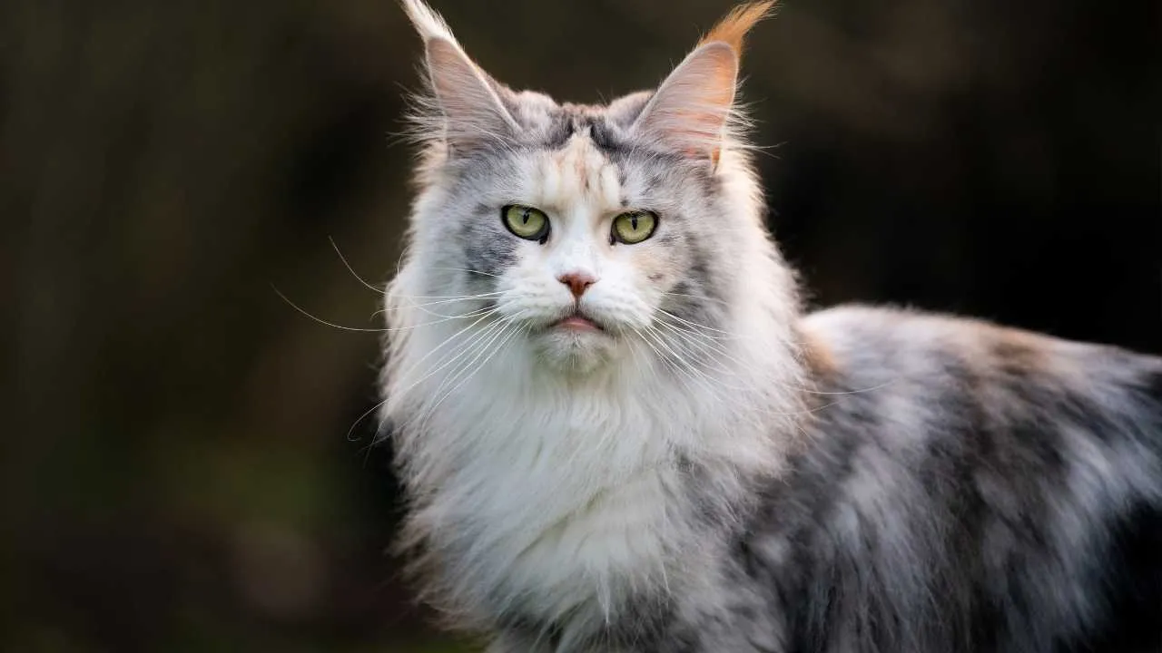 Maine Coon