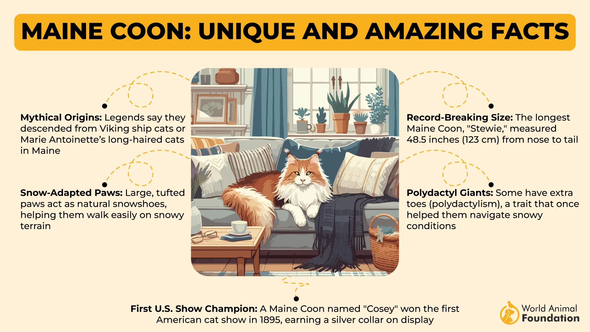 Maine Coon Unique and Amazing Facts-01