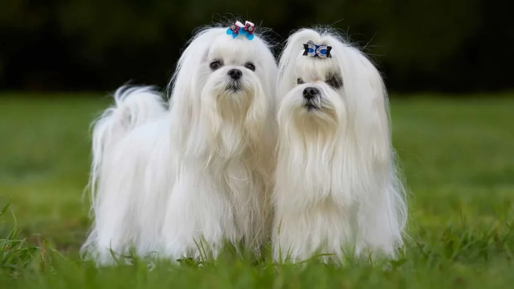 maltese