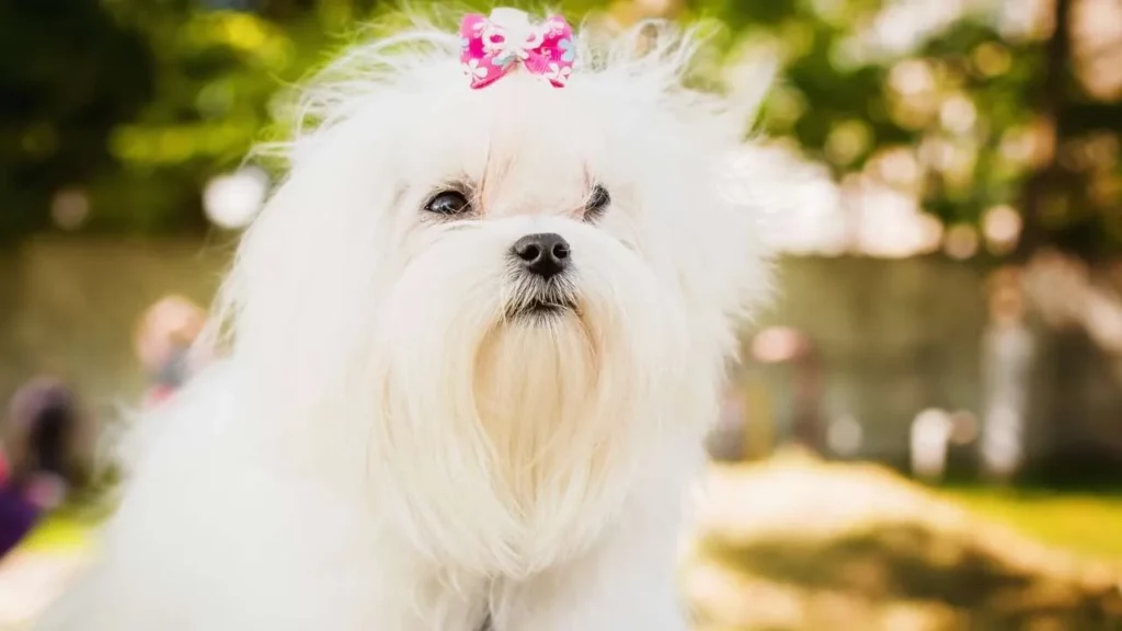 maltese