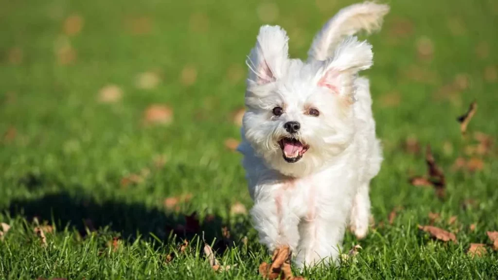 maltese