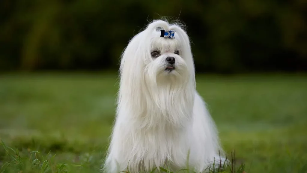 maltese