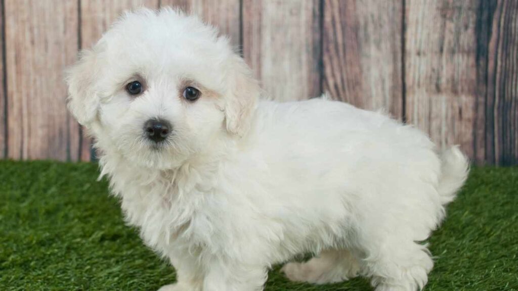 maltipoo