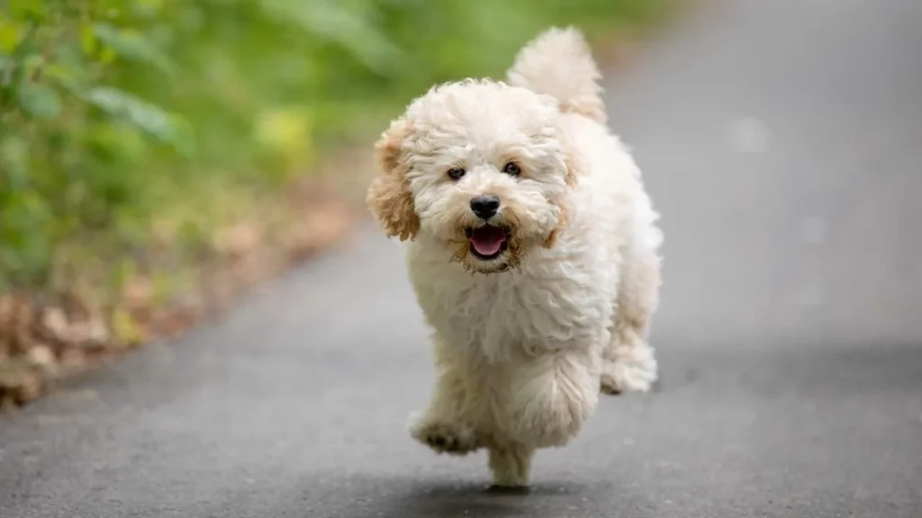 Maltipoo-5