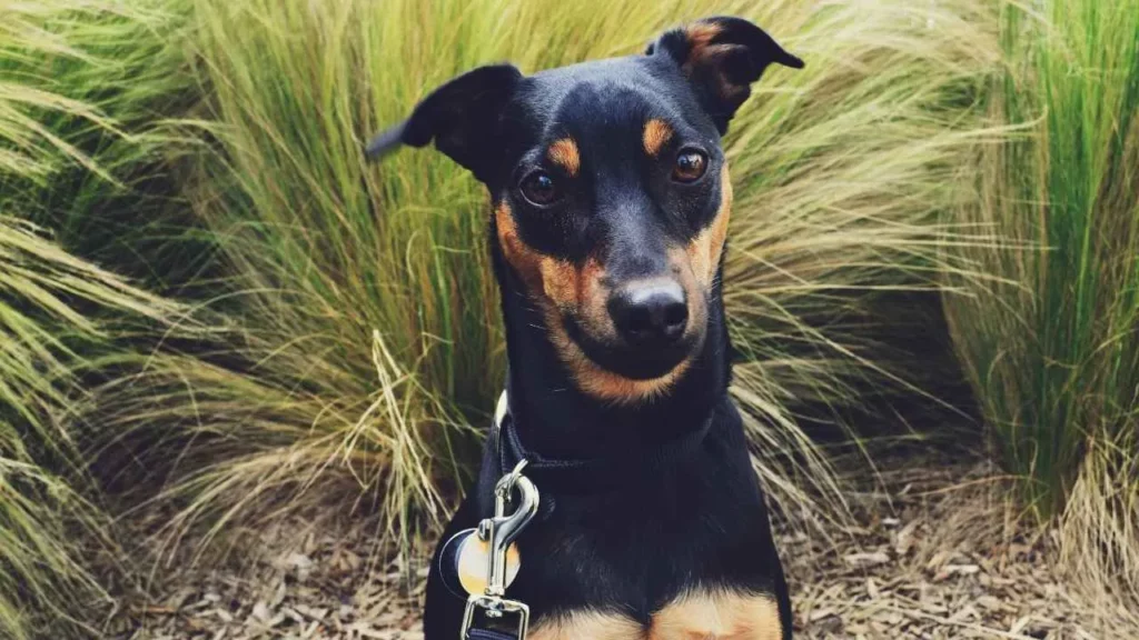 Manchester Terrier (Toy)