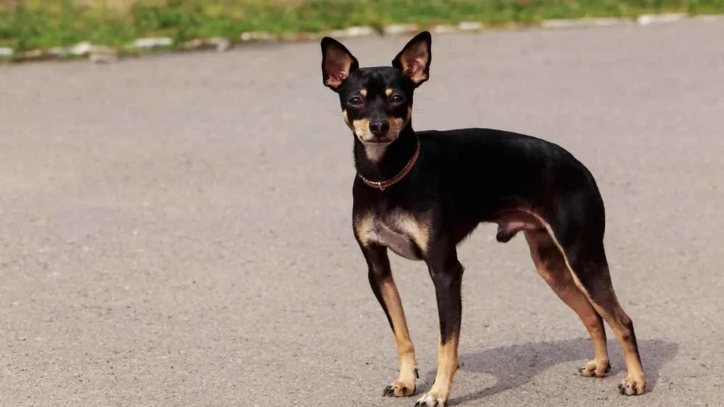Manchester Terrier