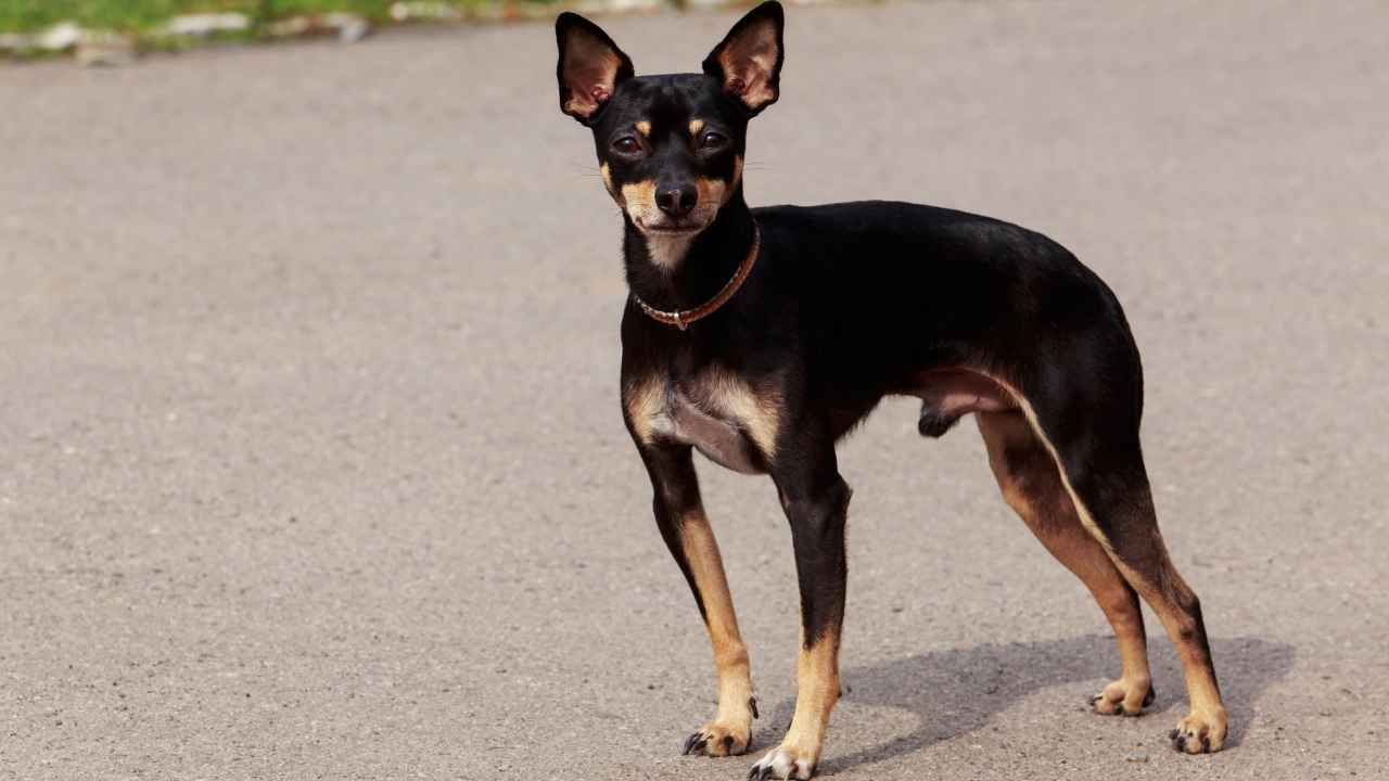 Toy Manchester Terrier