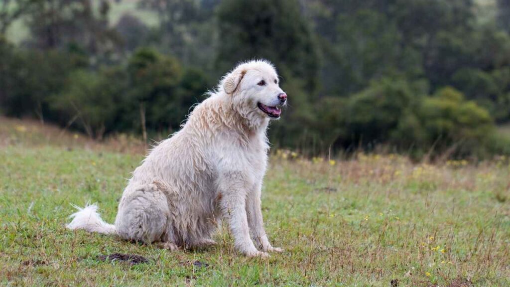 Maremma Sheepdog