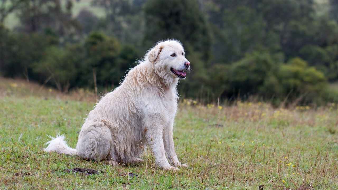 Maremma Sheepdog