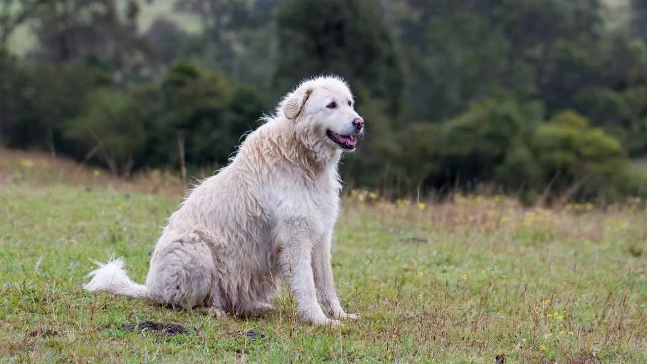 Maremma Sheepdog
