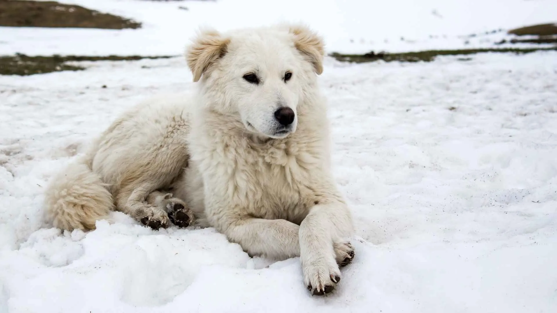 Maremma Sheepdog