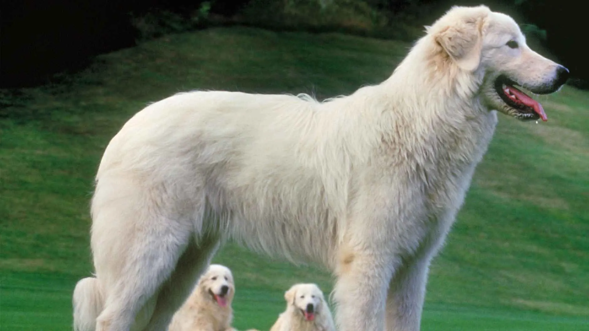 Maremma Sheepdog