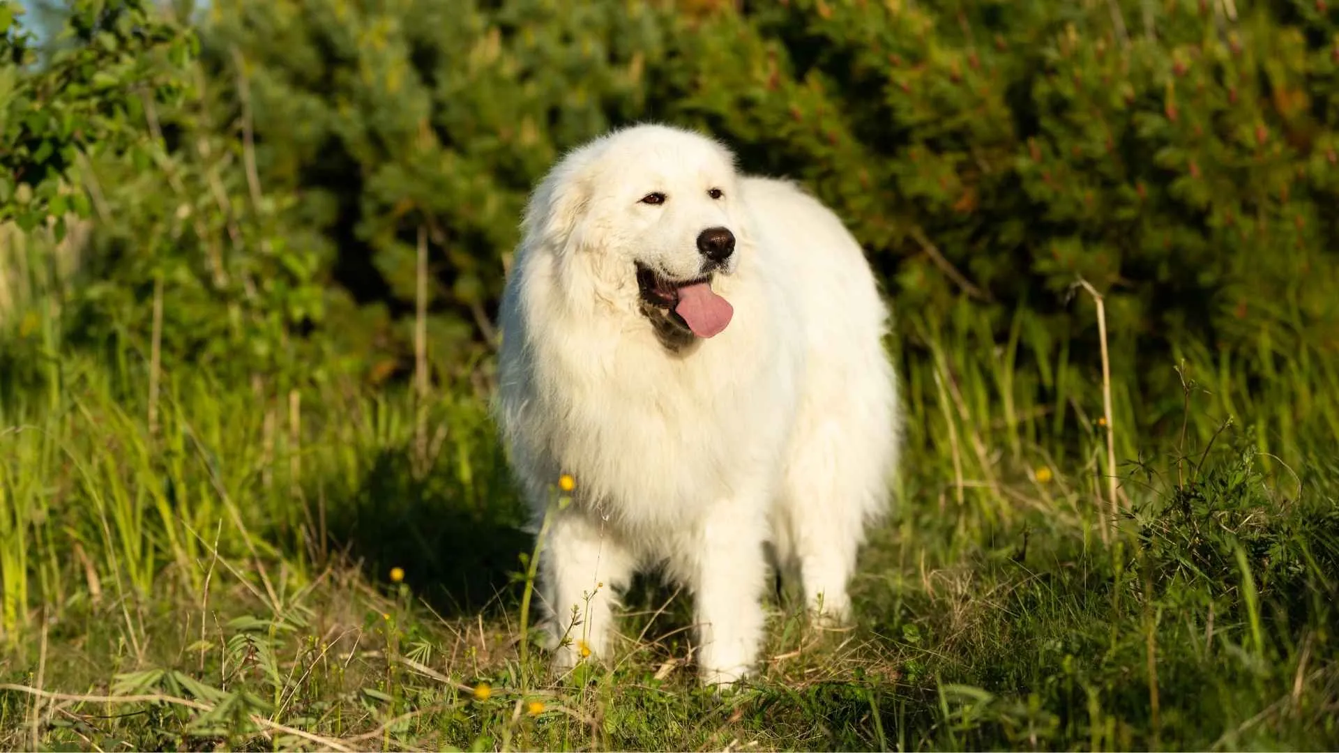 Maremma Sheepdog