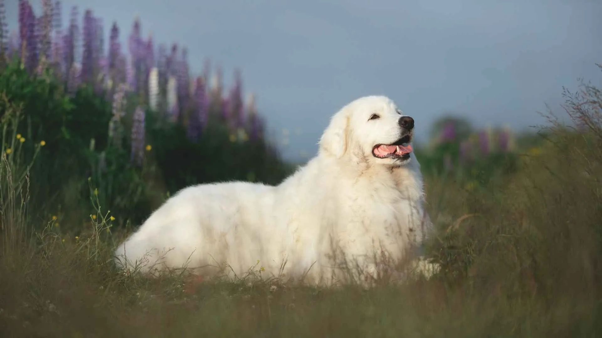 Maremma Sheepdog