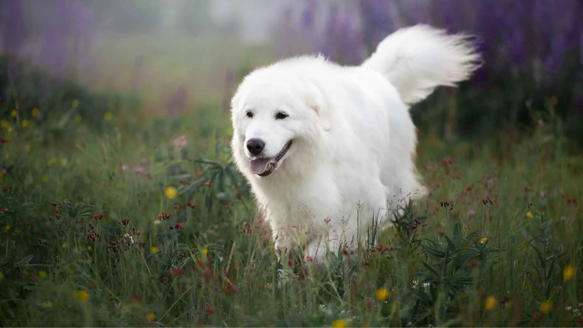 Maremma Sheepdog