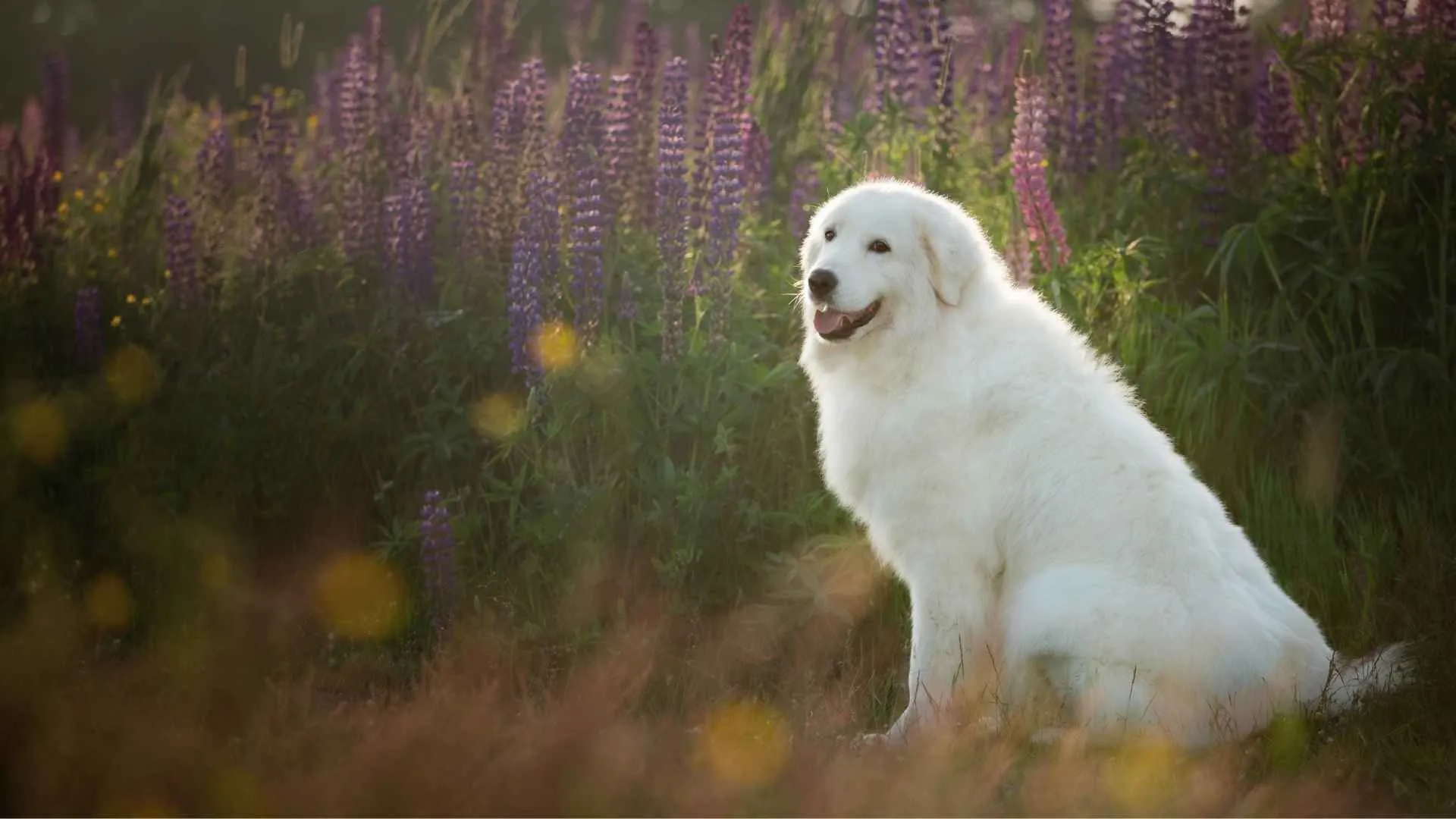 Maremma Sheepdog