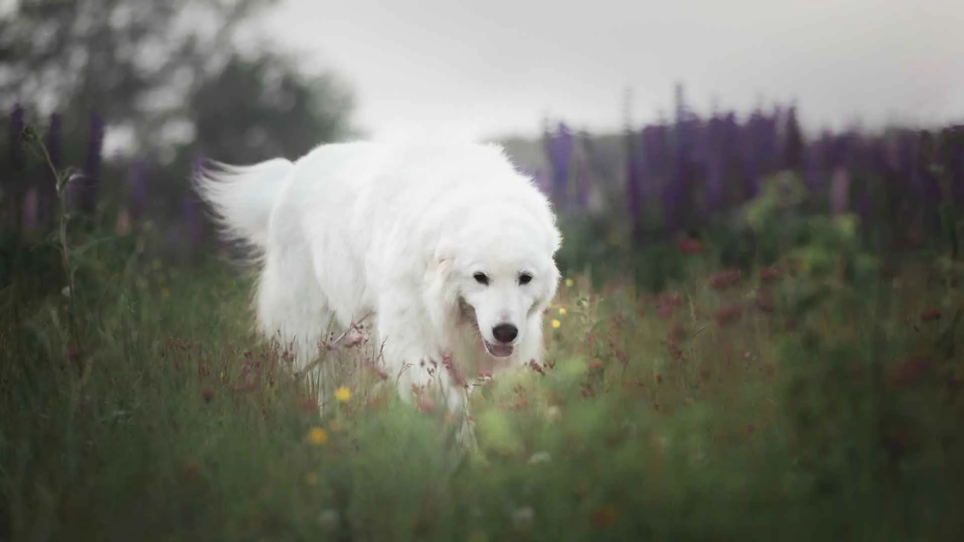 Maremma Sheepdog
