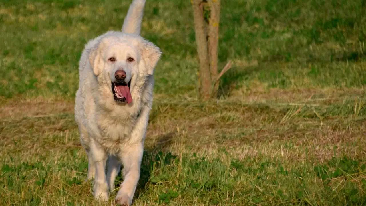 Maremma Sheepdog